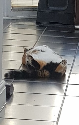 fluffy_willow's tweet photo. 99... 100 crunches... https://t.co/ZvXr5oa0io