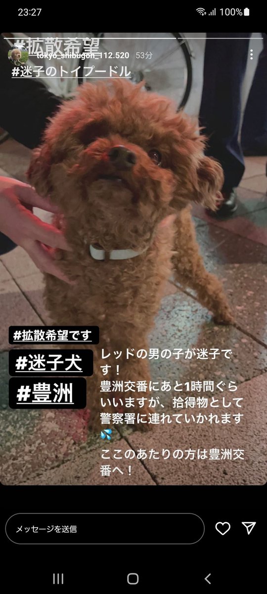 Tigger_orange's tweet photo. トイプードルの男の子が豊洲で保護されています。
どなたか心当たりないでしょうか… https://t.co/xZsyWmTA2G
