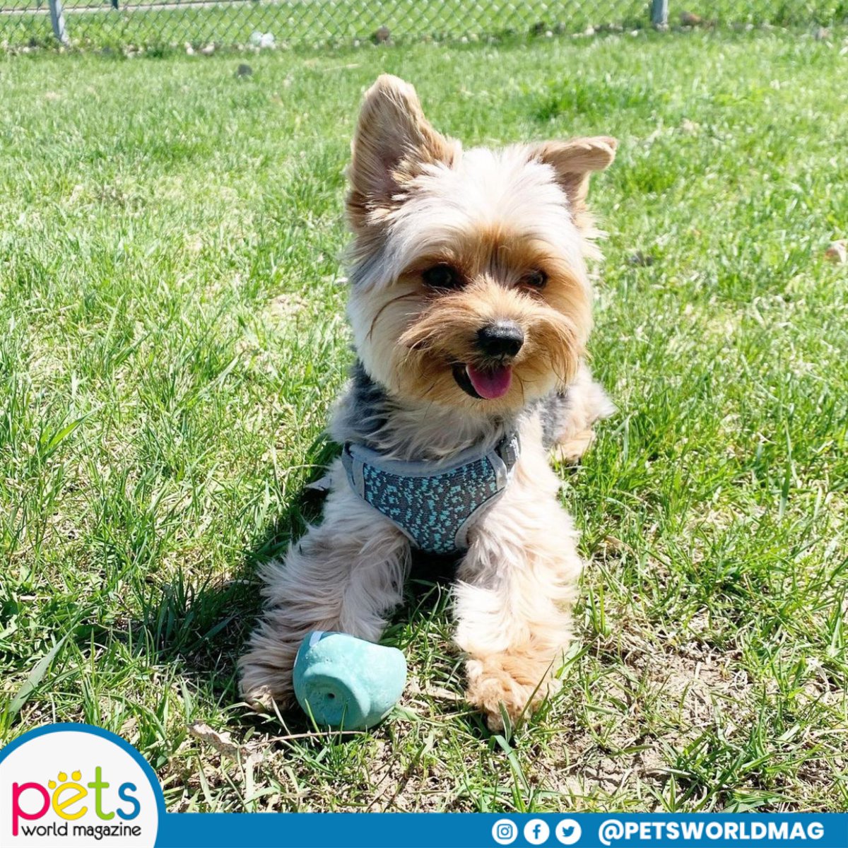 PetsWorldMag's tweet photo. Feliz martes ☀️
#PetsWorldMagazine #RevistaDeMascotas #Mascotas #PetsMagazine #PetLover https://t.co/ghYDX1hh4g