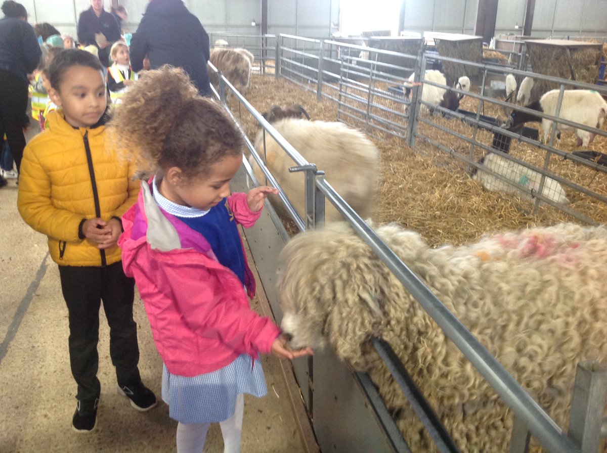WCPSY1's tweet photo. Year 1 fed the animals at Odds Farm today - they were very greedy! @WexhamPS https://t.co/sOFN46zm3Q