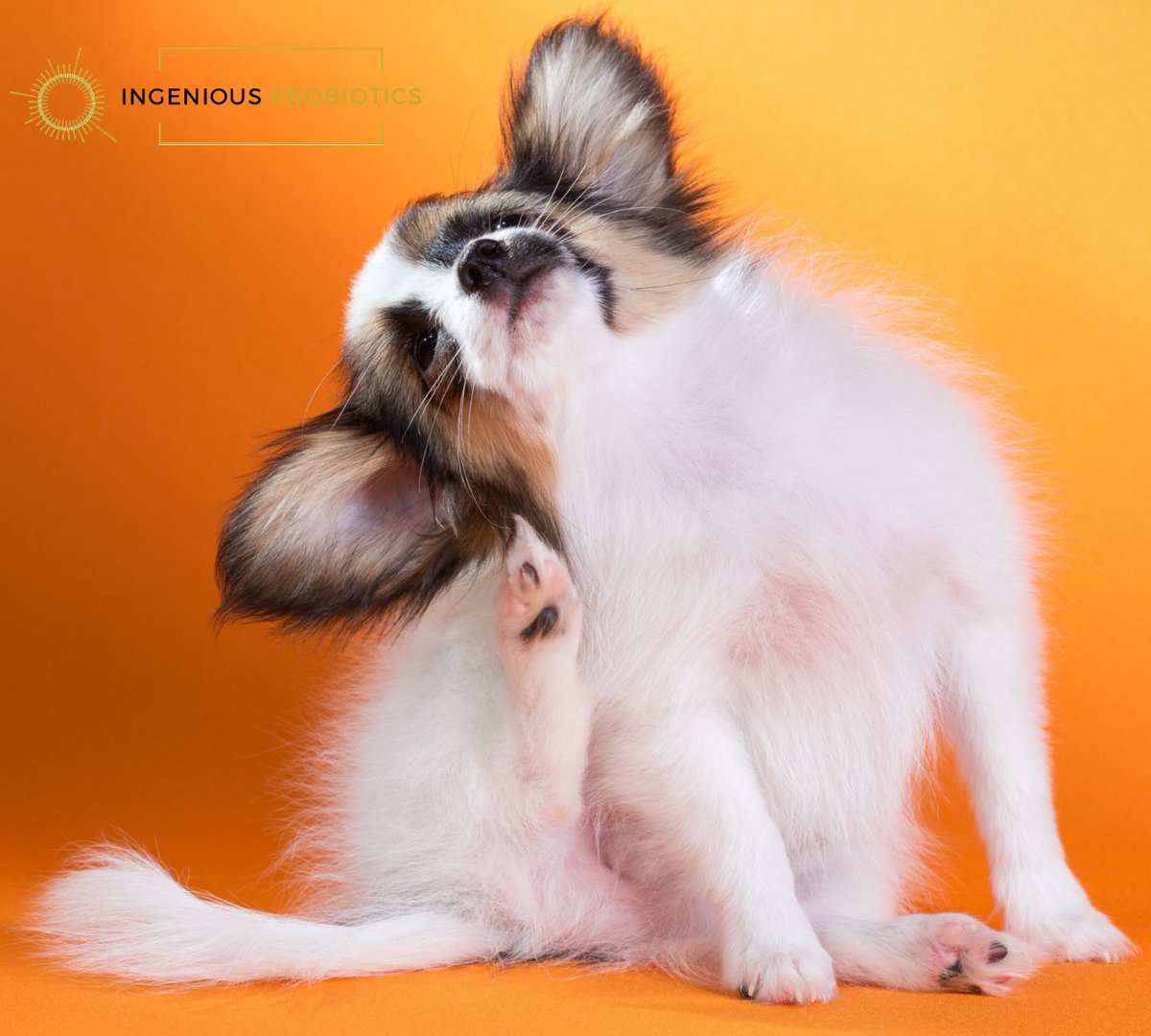 .<a href="/PureIngenious/">Ingenious Probiotics</a> LUCAA+ #dog Skin Allergy Spray 
• Improves itchy, flaky skin, excessive scratching, hot spots and rashes 
• Helps your pet feel happier and comfortable. 
• Plant-based, eco-friendly and chemical-free.
goodvetandpetguide.com/pharmacy-healt…