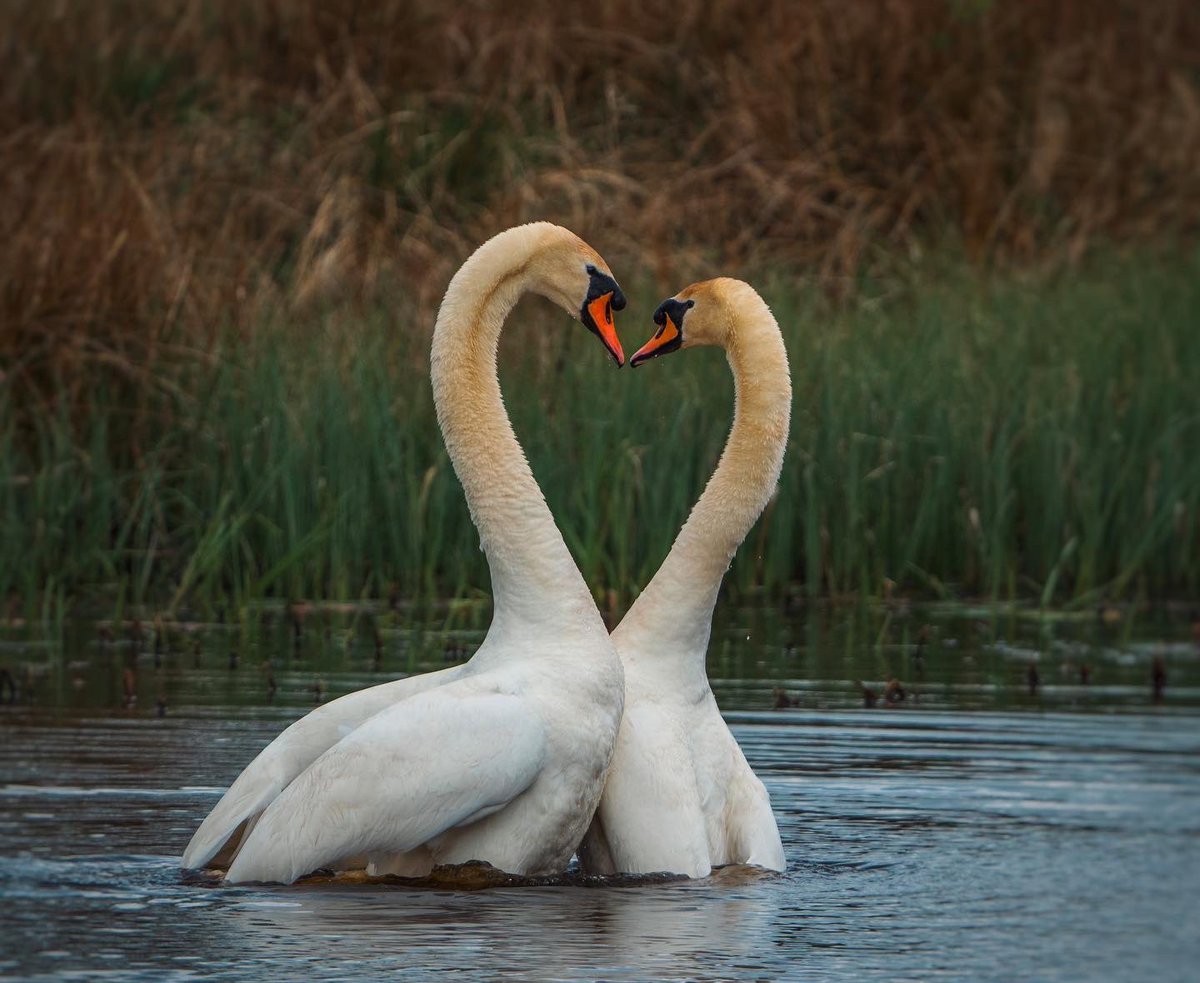 Jnsvms's tweet photo. Love is Love🦢❤️❤️‍🔥
#swans #loveislove #Scotland #scottishwildlife #scottishborders #love #LoveAndThunder #nature #NatureBeauty #NaturePhotography #wild #wildlife #wildlifephotography #natural #NaturalBeauty https://t.co/niwOQ6A3GI