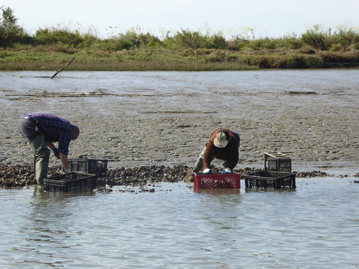 ipma_pt's tweet photo. 📢Já é possível consultar o ponto de situação da apanha/comercialização de moluscos bivalves em Portugal Continental. Se é mariscador, operador económico, autoridade competente ou público em geral pode aceder via Android e iOS 👉https://t.co/oSMv6rGl4C
#IPMAOceano #SNMB https://t.co/h7TWZptxbk