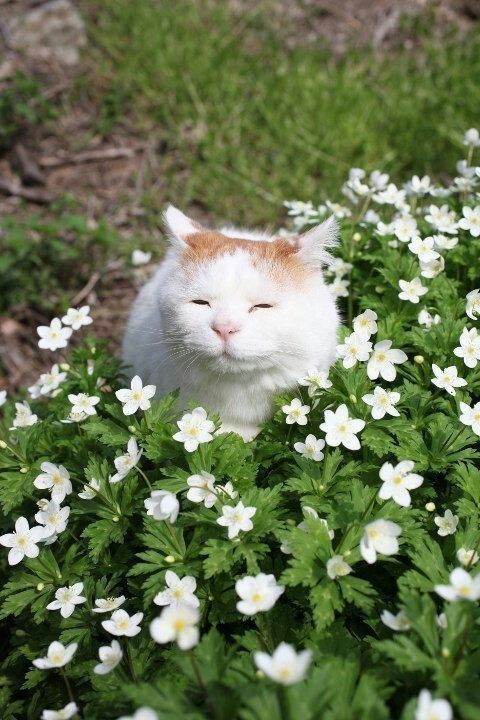 hanbaomeow's tweet photo. https://t.co/nuW9ES74As