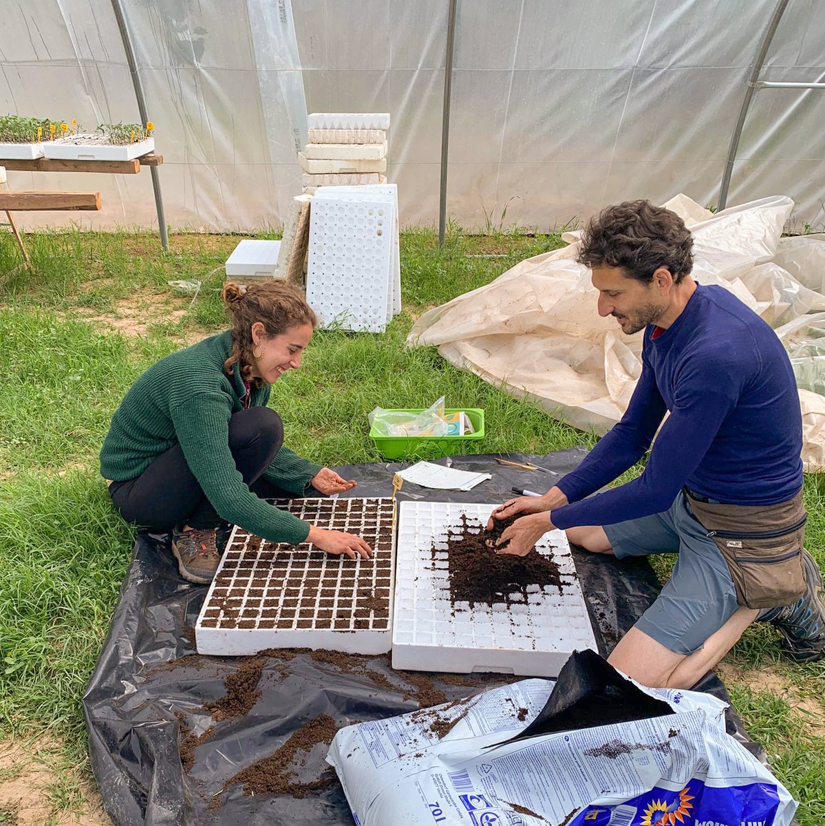 eixarcolant's tweet photo. Aquest any, per primera vegada, des de @eixarcolantllavors ens hem aventurat a fer #planter per vendre, ja que ens ho havíeu demanat. Per fer-ho possible vam construir un #hivernacle, en el que hem pogut #germinar les nostres #llavors de varietats #tradicionals i #silvestres.🌿 https://t.co/Qq7HZ5ERIl
