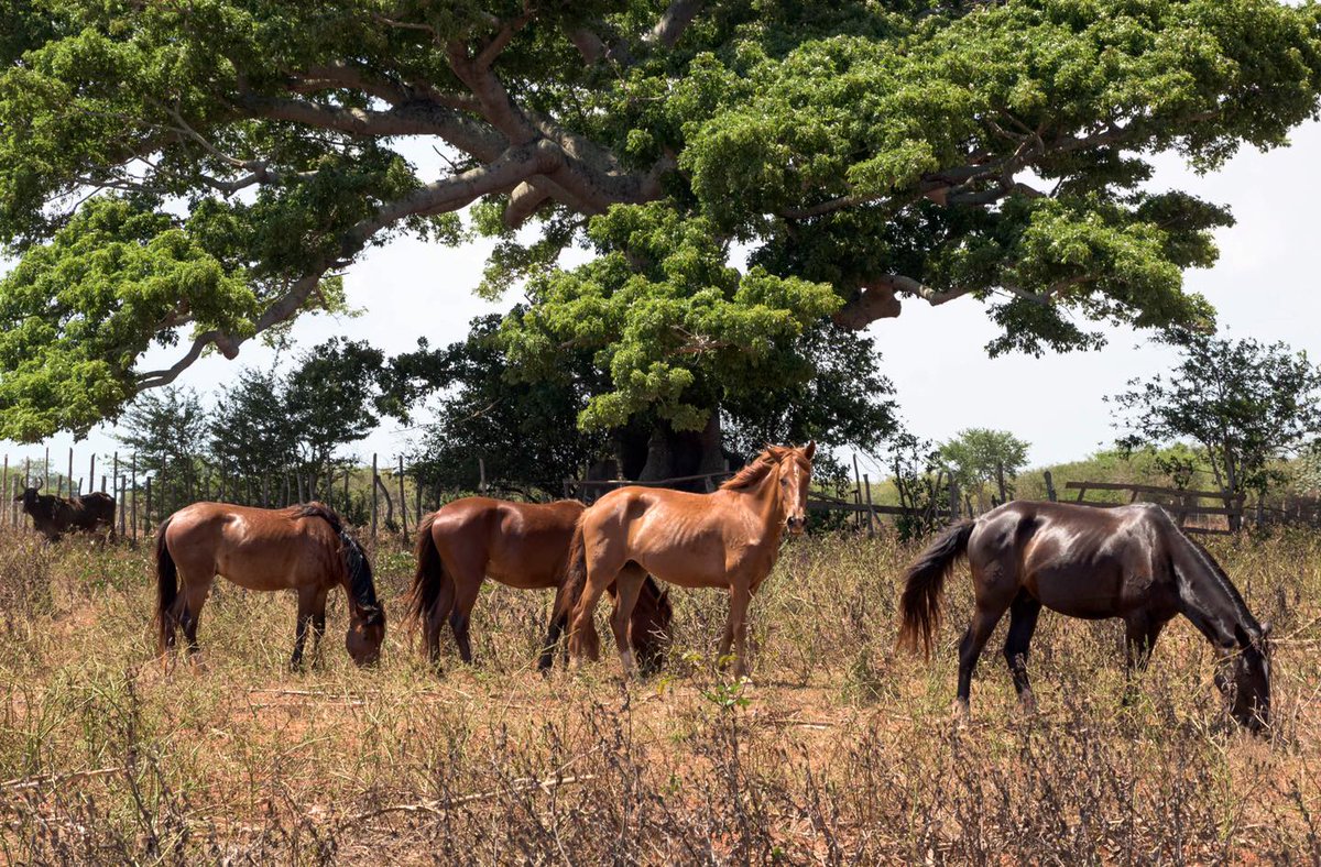 Manuel escoge el camino del #MST para revitalizar los suelos y asegura que sin estas prácticas su finca sería un desierto.Entre sus estrategias está el uso de linderos con cercas vivas: sembrar árboles frutales resistentes a la sequía para delimitar los cultivos y protegerlos.