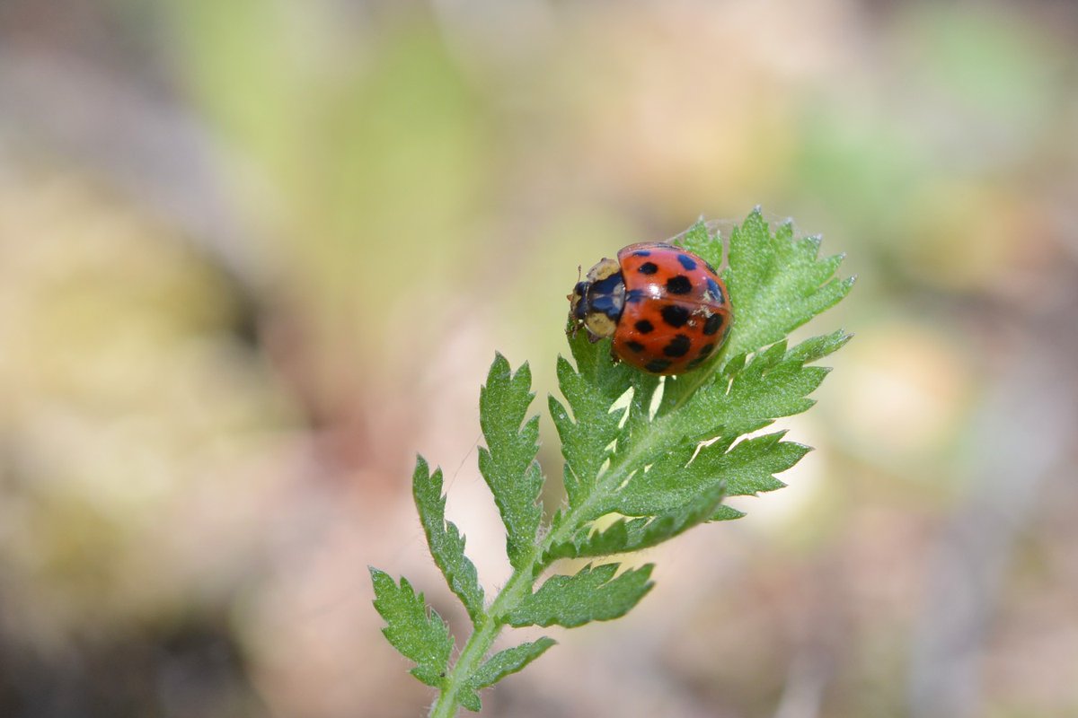 NorthernGinny's tweet photo. Not a true "ladybug", but rather an "Asian lady beetle", I think. These guys are apparently more likely to bite humans than other species, according to what I just Googled. #insectphotography #bugnerd https://t.co/pHMiOBaTdM