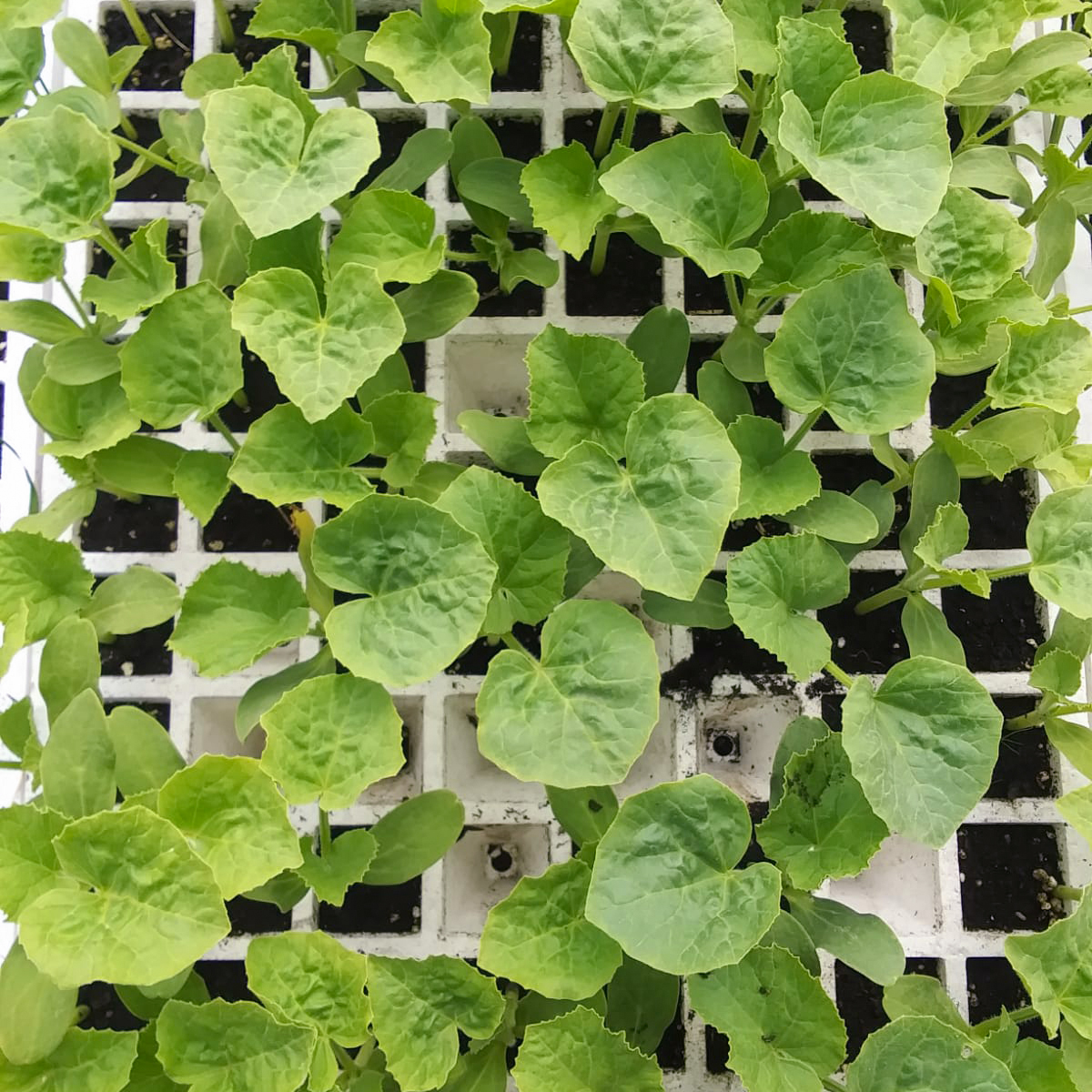 eixarcolant's tweet photo. Aquest any, per primera vegada, des de @eixarcolantllavors ens hem aventurat a fer #planter per vendre, ja que ens ho havíeu demanat. Per fer-ho possible vam construir un #hivernacle, en el que hem pogut #germinar les nostres #llavors de varietats #tradicionals i #silvestres.🌿 https://t.co/Qq7HZ5ERIl