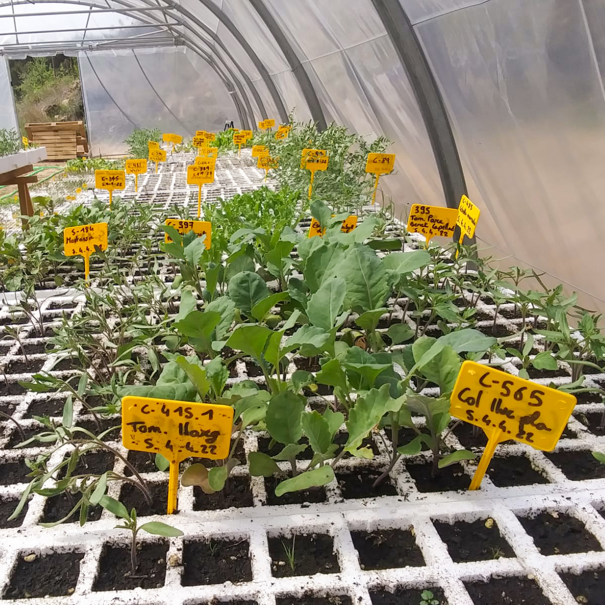 eixarcolant's tweet photo. Aquest any, per primera vegada, des de @eixarcolantllavors ens hem aventurat a fer #planter per vendre, ja que ens ho havíeu demanat. Per fer-ho possible vam construir un #hivernacle, en el que hem pogut #germinar les nostres #llavors de varietats #tradicionals i #silvestres.🌿 https://t.co/Qq7HZ5ERIl