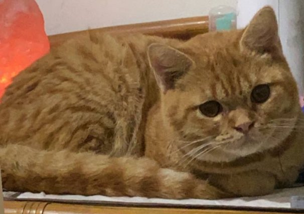 karbo0's tweet photo. here’s my chonky cat, he’s really concerned about all of us and is hoping for better days https://t.co/mEcBMOOM28