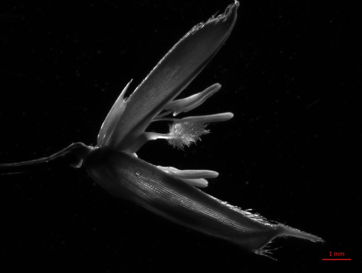 Thank you to Mónica Serrano from <a href="/BicItqb/">BIC_ITQB</a> for the training to acquire this beautiful image of a rice spikelet. ☺️