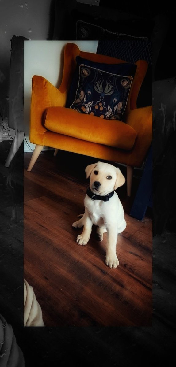 RMNBScKT's tweet photo. My boy 💙 #labrador #puppylove #puppylife #puppytraining #Allfie https://t.co/Vu9uEMg6Tw