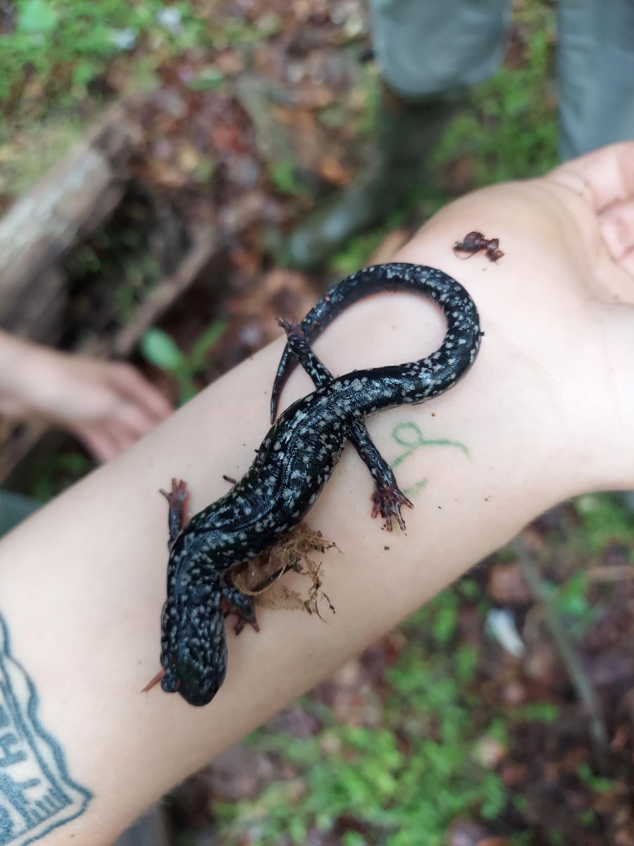 PatrickHenryCC's tweet photo. If you like learning by doing, try being one of our BIO students! While biology professors Worley & Gibson were conducting their field research, they brought their students along to show them the ropes.
#HandsOnLearning #Biology #BioStudent #HigherEd #CommunityCollege https://t.co/MFGWYc8g6t
