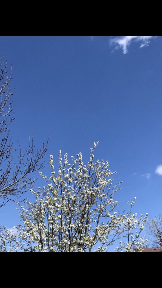 AbbyVincent84's tweet photo. Took this picture on one of my walks to campus. I started walking more instead of driving for the #365challenge #emissionLESS week https://t.co/XJxX8cJc0x