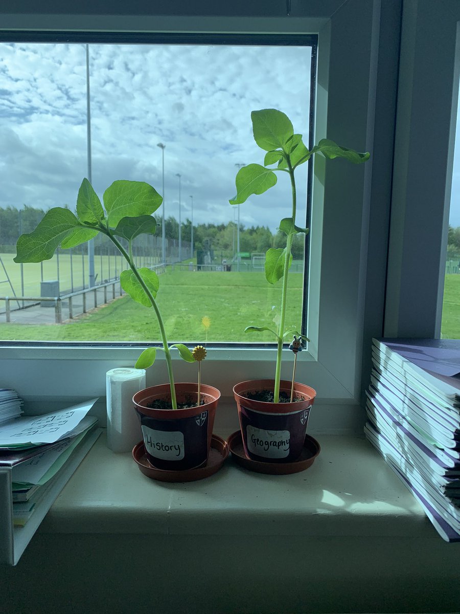 DownsMattison's tweet photo. Humanities sunflowers growing nicely - maybe even the tallest so far… @RSHS_HighSchool https://t.co/ZwrZHjP4Lw