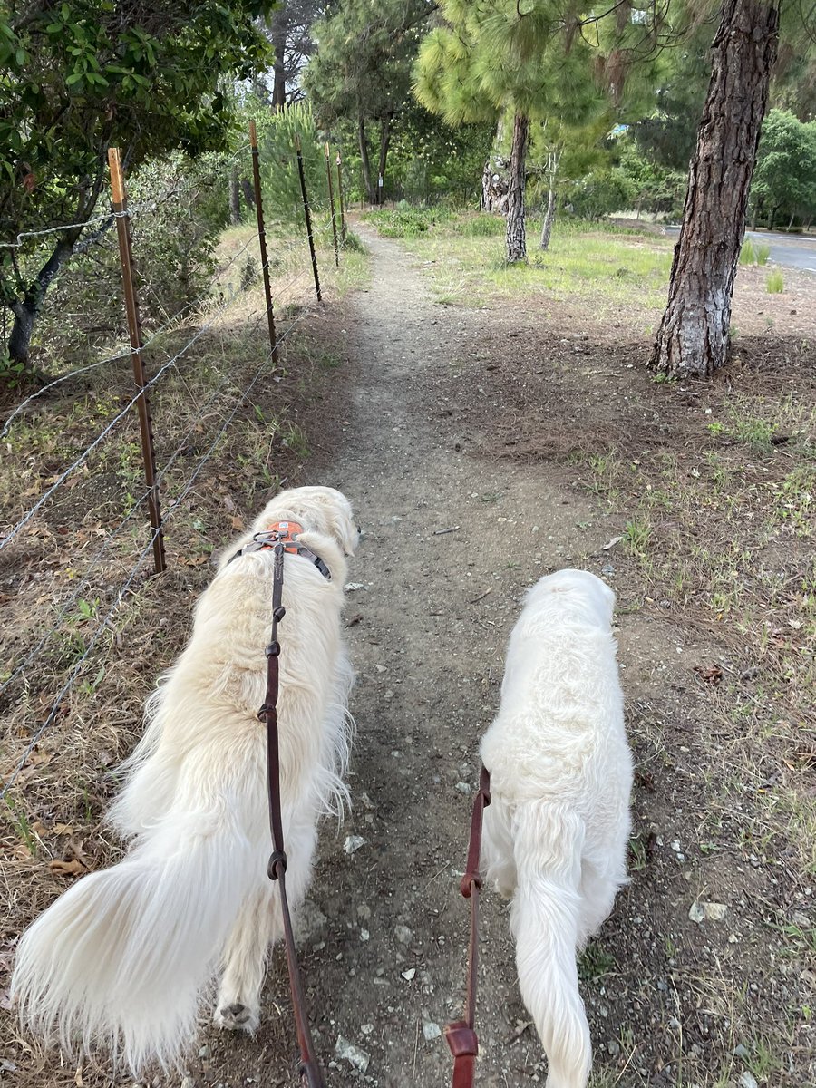 dnaftulin's tweet photo. @cgbosslady1 Little sister goldens are the best! https://t.co/fZ7SBth8dH