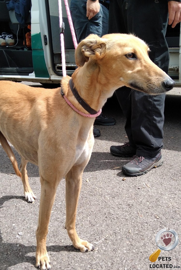 PetsLocated's tweet photo. Brown/Tan Dog found in Shalbourne, Wiltshire (SN8) on 10th May 2022 #founddogs #foundpets #animalrescue https://t.co/4nZODTMuL3 https://t.co/rgmMbQ3yc2