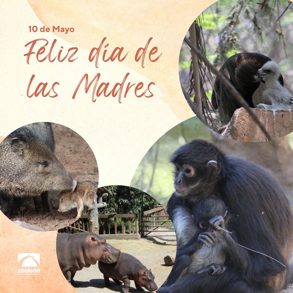 zooleon's tweet photo. Feliz día de las madres #10deMayo #DiaDeLasMadres #Mamás https://t.co/1PWXmUqt1i