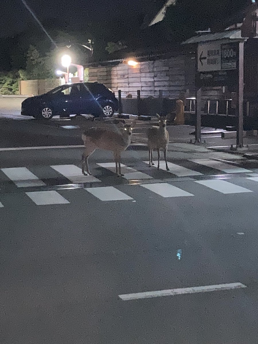 mr_a_b_c's tweet photo. 真夜中奈良公園 https://t.co/Q1STNpMP6a
