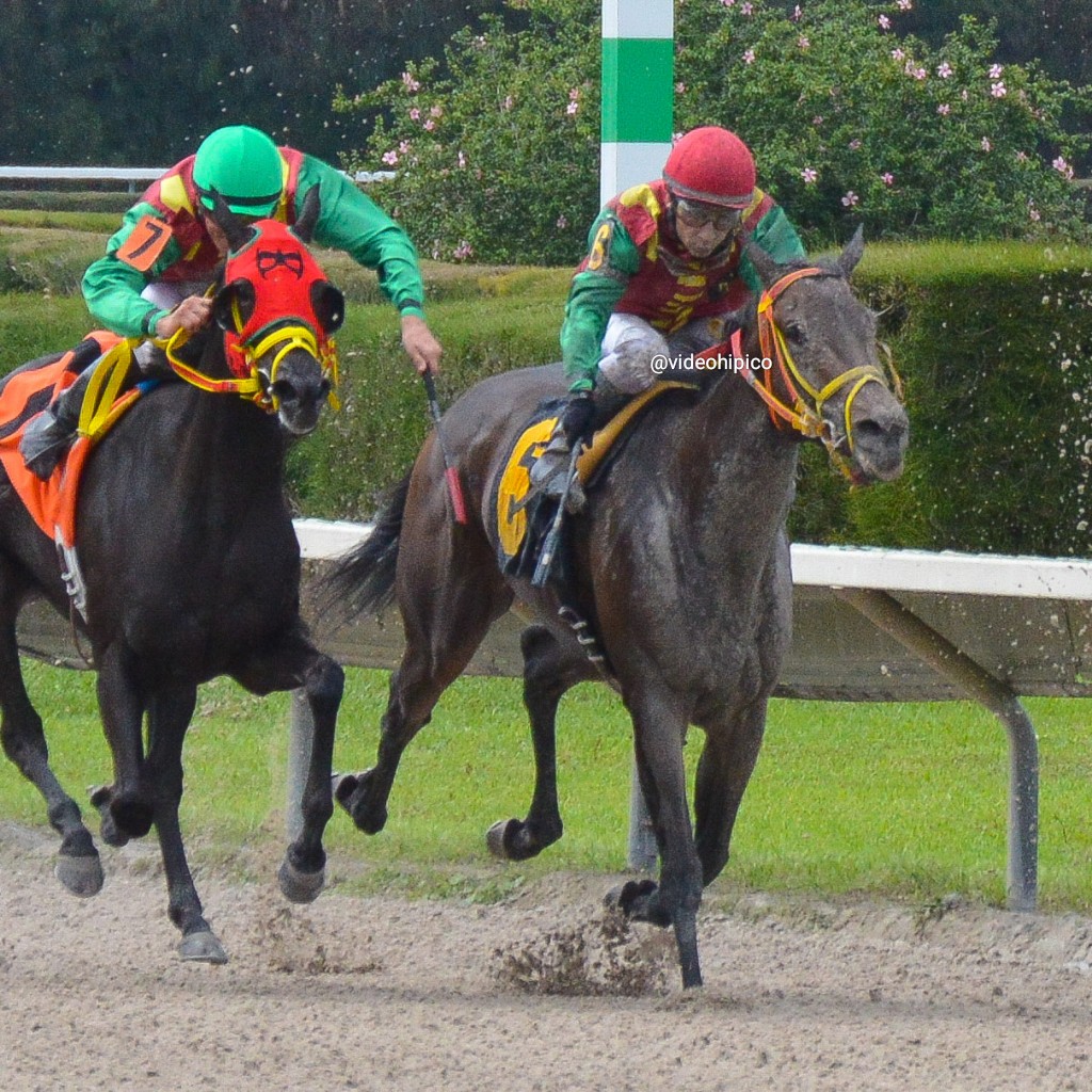videohipico's tweet photo. .@SONNYLEON1: The Beginnings!
In the images riding Starship Trouble and Drover Road for trainer @OscarMGonzalez at #CalderRC #GPWest.
Sonny León: Los Inicios!
En las imágenes conduciendo a Starship Trouble y Drover Road para Oscar González en Calder y GP West.
Date: Oct. 2015. https://t.co/jnc6ejMgGF