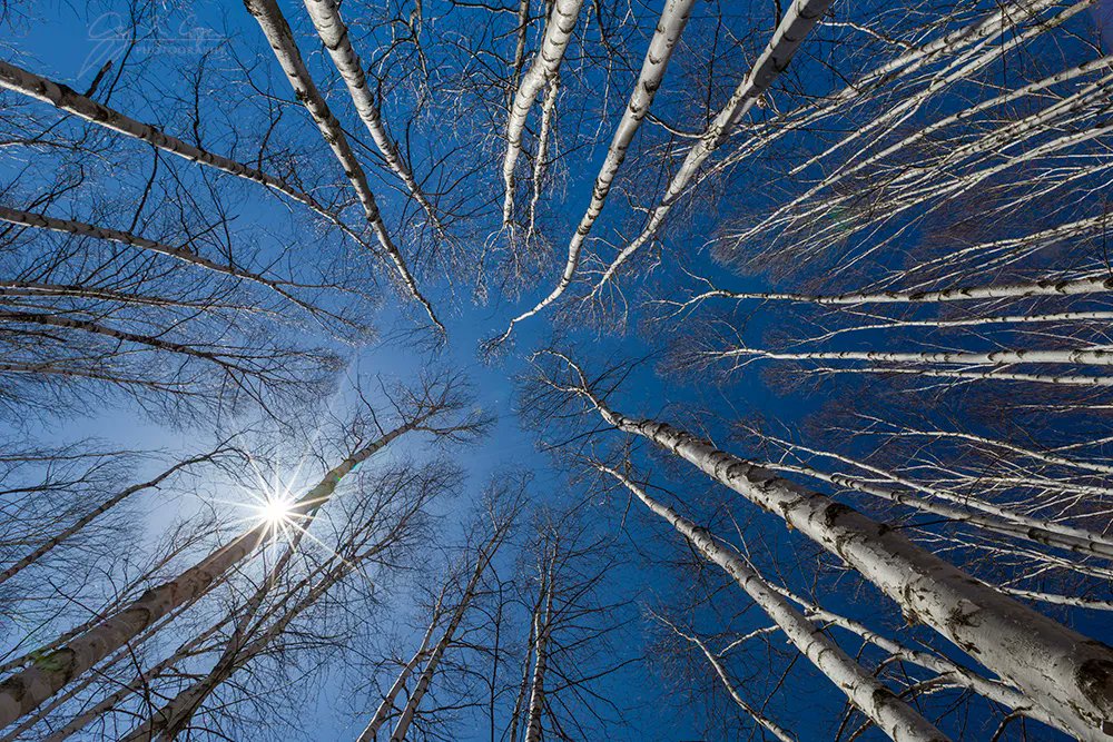 gmcphoto's tweet photo. Don't forget to look up.  White birch trees with blue sky and the sun. #canonusa #lookingup #visitnh https://t.co/n0W7ONLKQY