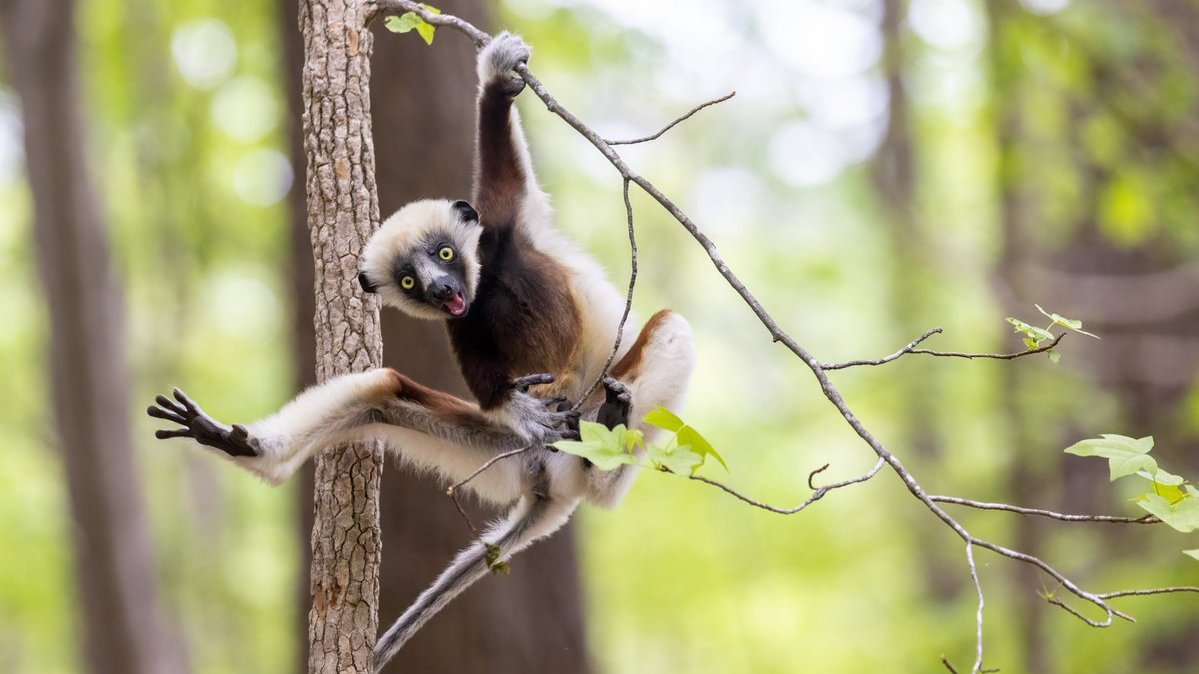 DukeLemurCenter's tweet photo. Tour reservations for May, June, and July are now available at https://t.co/C9Q7scFeoJ! Reservations tend to fill quickly, so schedule your visit soon! Since we are a small, non-invasive research facility, reservations are required and we are unable to accept walk-ins. https://t.co/qQd8Wpprm5