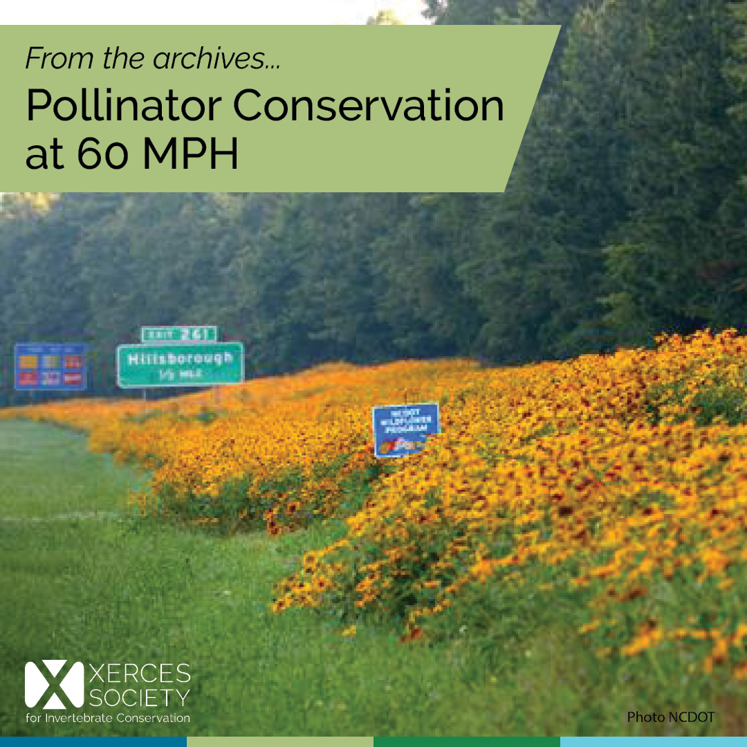 One frequent (and thoughtful) question we get asked is whether roadside habitat is safe for pollinators. From our blog archives, Senior Pollinator Conservation Specialist Jennifer Hopwood explains: xerces.org/blog/pollinato…