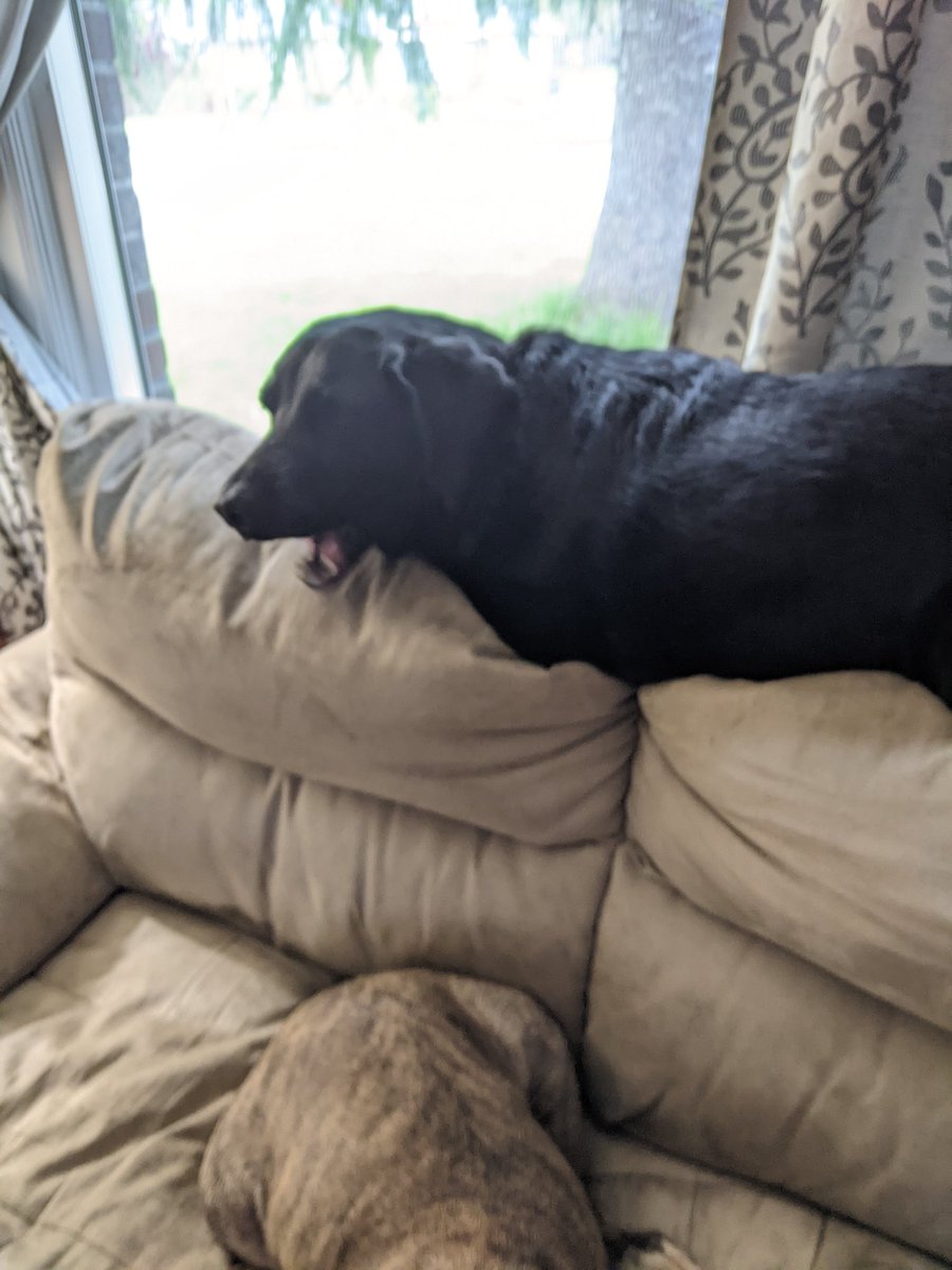 BeholdersMinis's tweet photo. @nikki_btmw It's the easiest spot to look out the window... https://t.co/VPcnkyRjZl