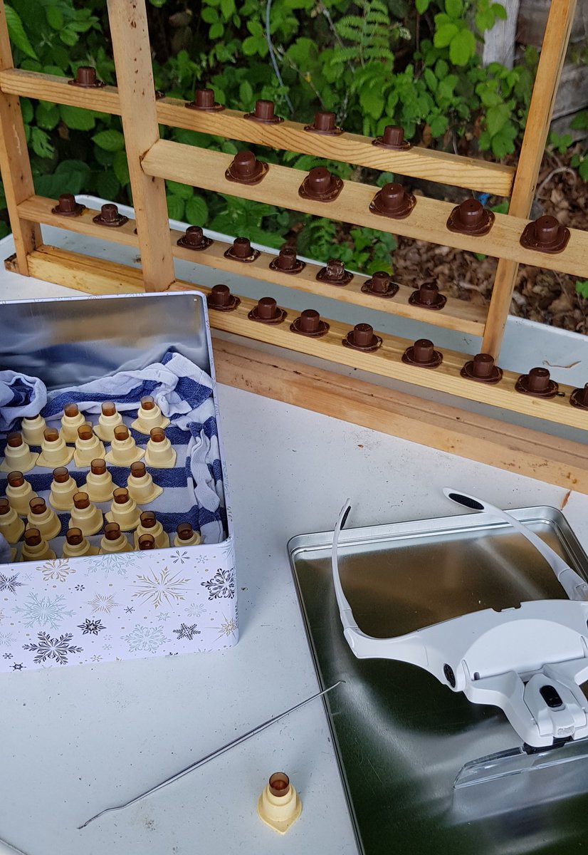 fluggold's tweet photo. Heute im #sammelbrutableger alle Weiselzellen gebrochen, dann umgelarvt und je 15 #zuchtzellen zugesetzt. Hoffe, die Ladies von #fluggold machen nun einen guten Job 😎! #beekeeping #bienen https://t.co/MfPQeGQXdg