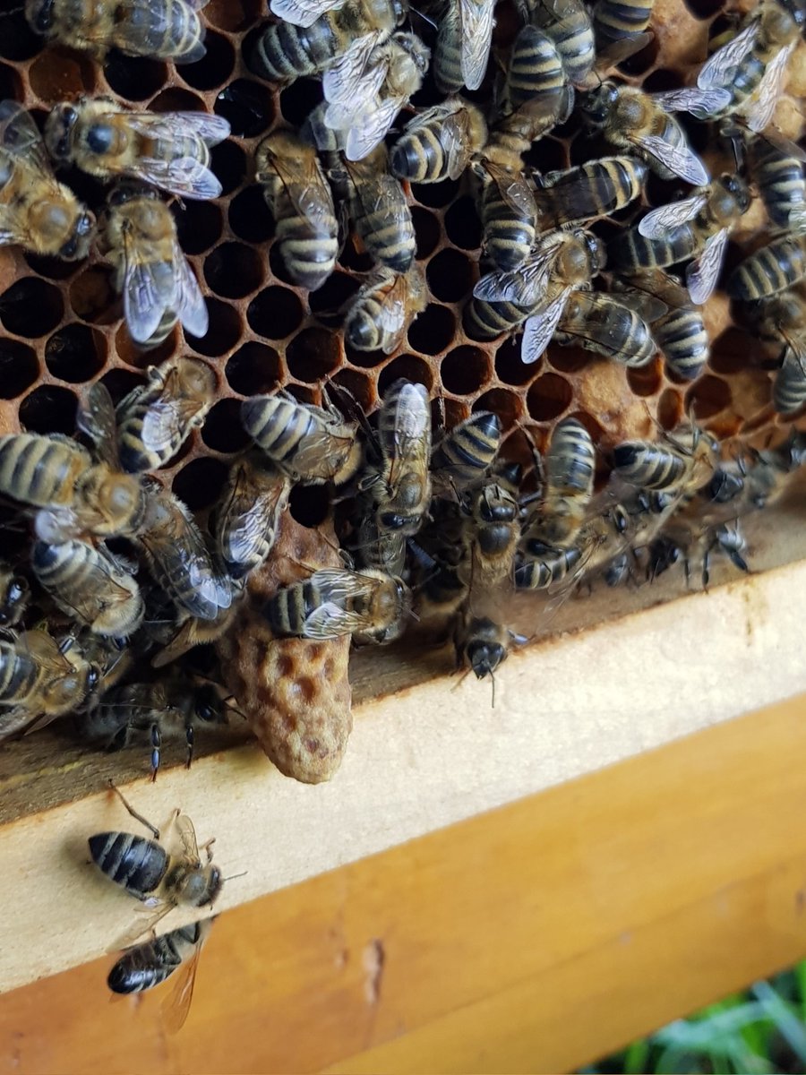 fluggold's tweet photo. Heute im #sammelbrutableger alle Weiselzellen gebrochen, dann umgelarvt und je 15 #zuchtzellen zugesetzt. Hoffe, die Ladies von #fluggold machen nun einen guten Job 😎! #beekeeping #bienen https://t.co/MfPQeGQXdg