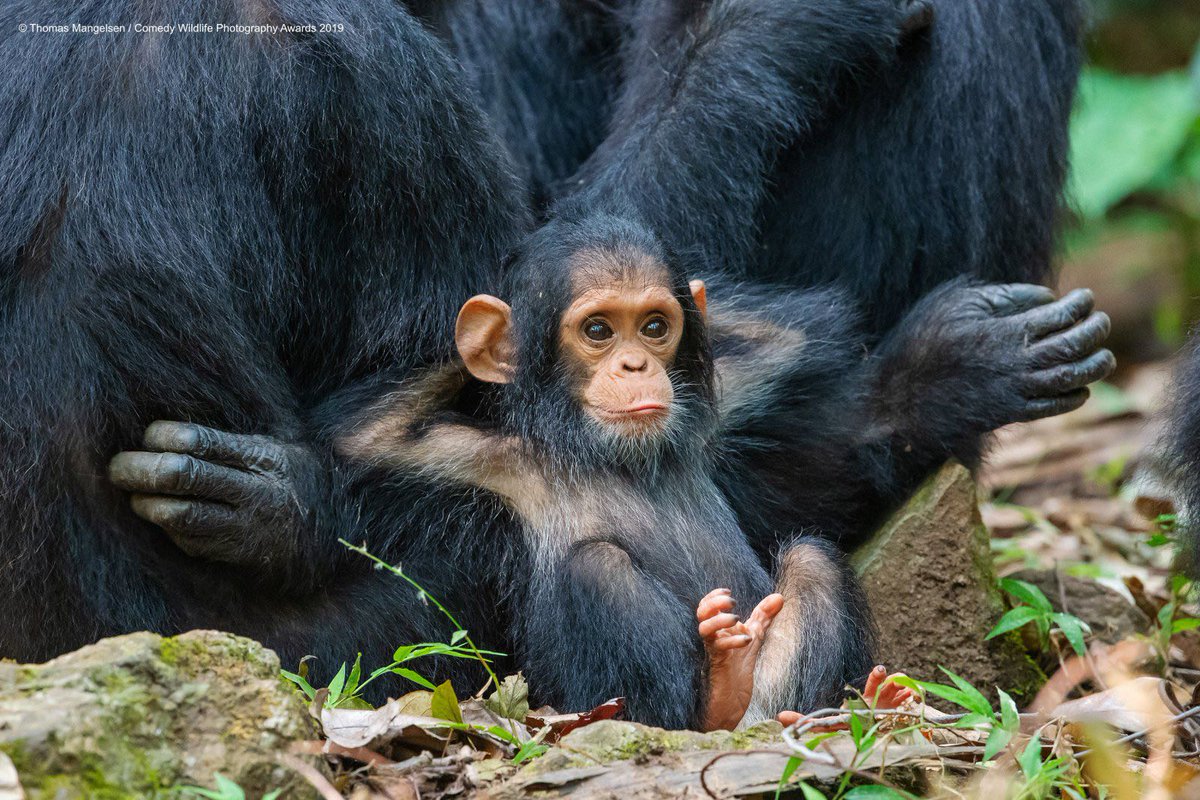 🇹🇿 Cette photographie prise par Thomas Mangelsen a été nominée au Comedy Wildlife Photography Awards avec comme description : “Yep, life is good !” ❤️