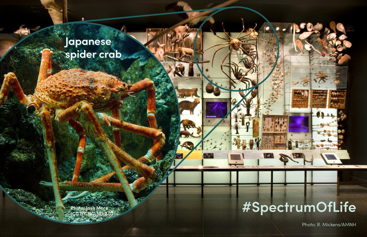 CBC_AMNH's tweet photo. Next in our #SpectrumOfLife exploration is the Japanese spider crab! Claw to claw, this giant arthropod spans up to 12 ft across- the world's largest living crab species. You can find them off Japan's Pacific coast crawling along the seafloor in search of dead &amp; decaying matter. https://t.co/8YFy7J8riL