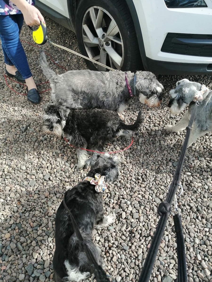 Can you spot us pals? We met dese two at de carryvan. Hoomum thought she was seeing double 😂😂