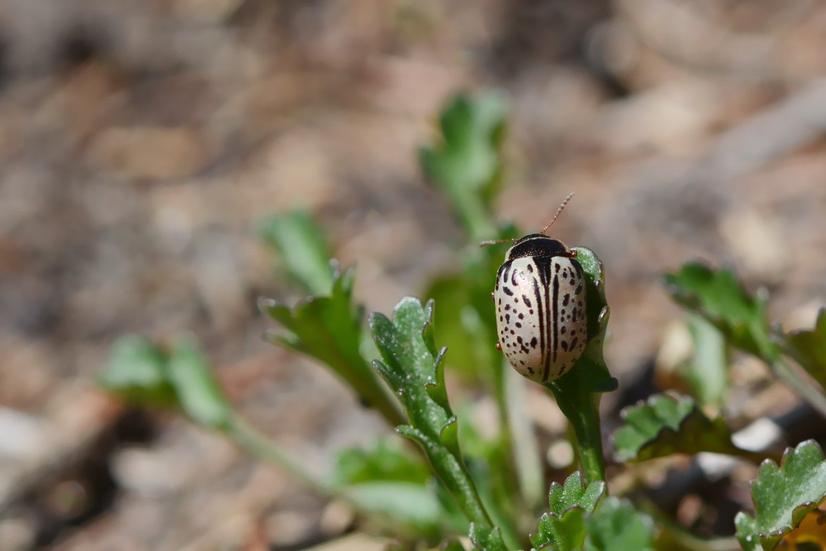 NorthernGinny's tweet photo. This is a Calligrapha beetle. Its markings really are unique and the way its shiny 'shell' gleamed in the sun was remarkable. The Latin origin of its name (calligraphy?) means "beautiful writing." #insectphotography #bugnerd https://t.co/EmHpkvyMzY