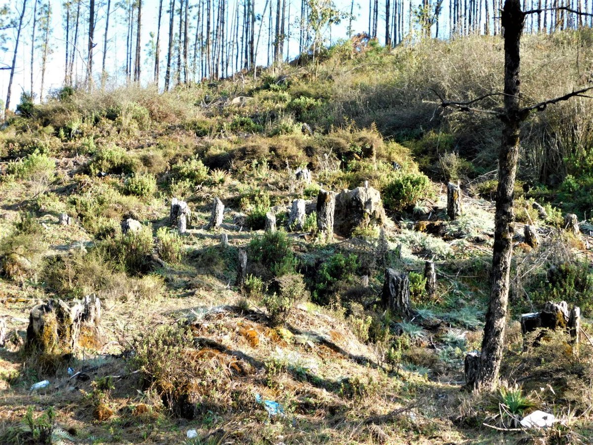 inabguatemala's tweet photo. ❎🪓🌲☠️🇬🇹
La tala ilegal de los bosques provoca la gradual pérdida de los servicios ambientales que los árboles nos ofrecen, tales como la infiltración del agua, la conservación del suelo y la producción de oxígeno y la captura de carbono.
#ManejoForestal #TalaIlegal #RegionVII https://t.co/l6nNcTsvdO