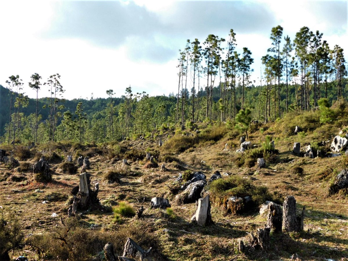 inabguatemala's tweet photo. ❎🪓🌲☠️🇬🇹
La tala ilegal de los bosques provoca la gradual pérdida de los servicios ambientales que los árboles nos ofrecen, tales como la infiltración del agua, la conservación del suelo y la producción de oxígeno y la captura de carbono.
#ManejoForestal #TalaIlegal #RegionVII https://t.co/l6nNcTsvdO