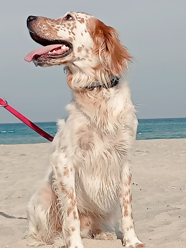 CalsolaroMirco's tweet photo. Pomeriggi alternativi!☀️🌊🐶 #Alimini #Salento #Aaron https://t.co/qzZA5p9KD6