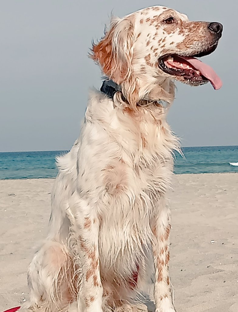 CalsolaroMirco's tweet photo. Pomeriggi alternativi!☀️🌊🐶 #Alimini #Salento #Aaron https://t.co/qzZA5p9KD6