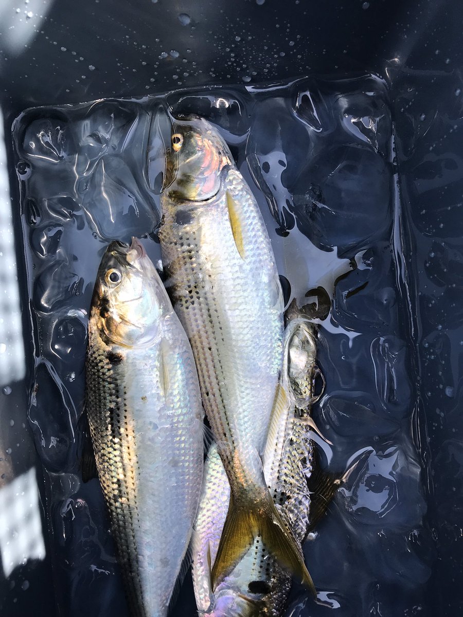 oyakatta's tweet photo. GWで釣れた魚
コノシロ、カタクチイワシ、フグ
フグは逃して、他は食った。

#豊洲ぐるり公園
#若洲海浜公園
#有明西ふ頭公園　←ここだけ釣れんかった https://t.co/YiJx4DZ2ah