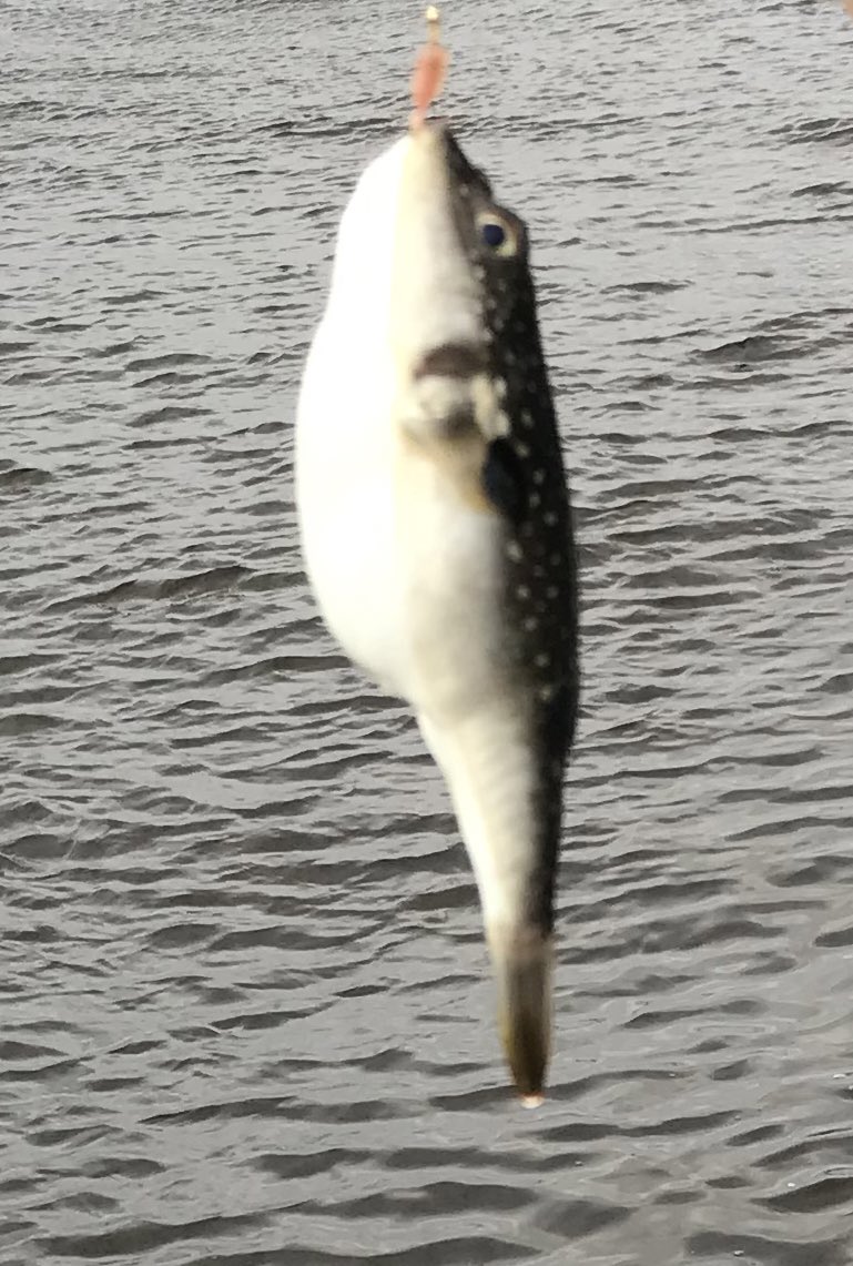 oyakatta's tweet photo. GWで釣れた魚
コノシロ、カタクチイワシ、フグ
フグは逃して、他は食った。

#豊洲ぐるり公園
#若洲海浜公園
#有明西ふ頭公園　←ここだけ釣れんかった https://t.co/YiJx4DZ2ah