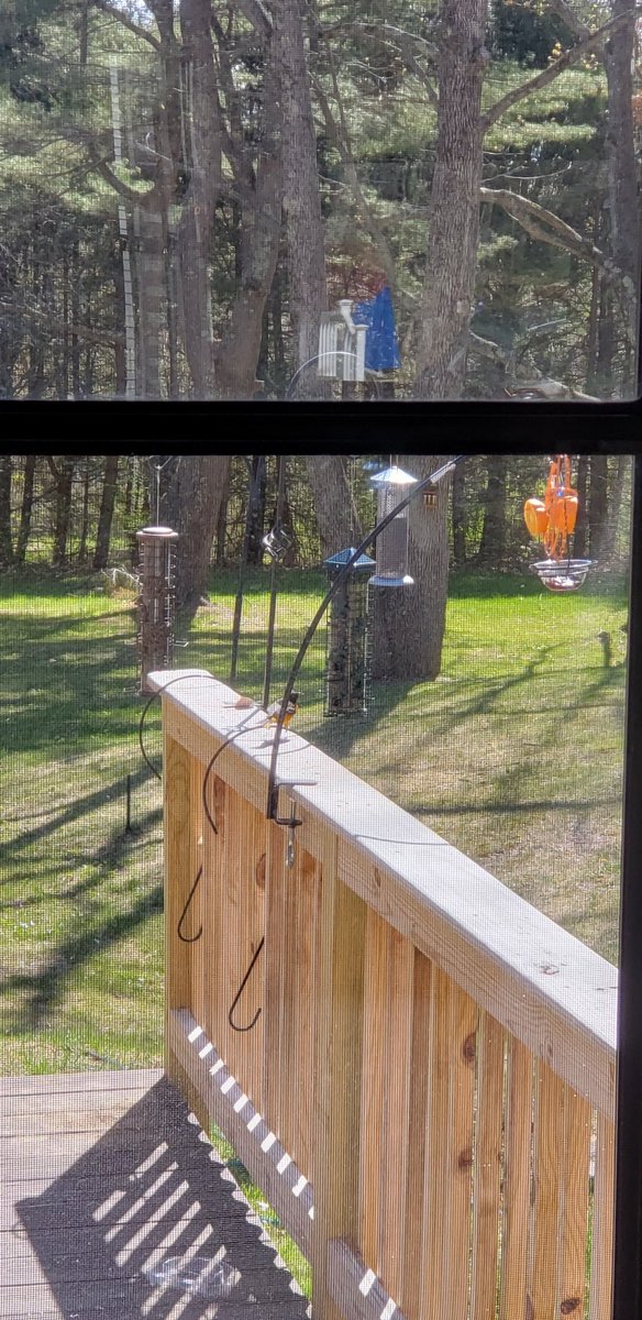 LMokaba's tweet photo. Spotted my first orioles of the season today! Here are some bad pics of them! #birdwatching #mainebirding #BirdsSeenIn2022 https://t.co/8EGGoSQTfT