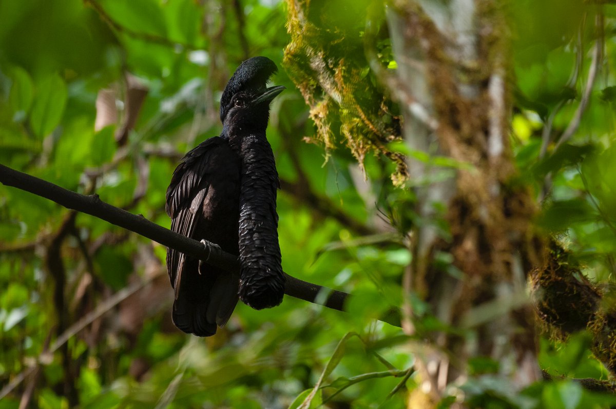 rainforestconce's tweet photo. Happy Tuesday! How are you connecting with nature today?
The long-wattled umbrellabird (Cephalopterus penduliger) by Murray Cooper
#birdsofecuador #rainforestconcern #longwattledumbrellabird #tuesdayvibe #tuesday #connecttonature #nature https://t.co/qtM2sIBOHC