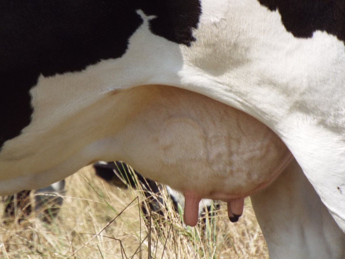 AHDB_Dairy's tweet photo. Mastitis is one of the most important &amp; costly diseases on dairy farms.

Our QuarterPRO tool can help you predict patterns of mastitis in your herd and identify suitable control measures. 

Find out more about how it could help you: https://t.co/MWZNlceJn9

#QuarterPRO #Mastitis https://t.co/6Lt2F9JHU8