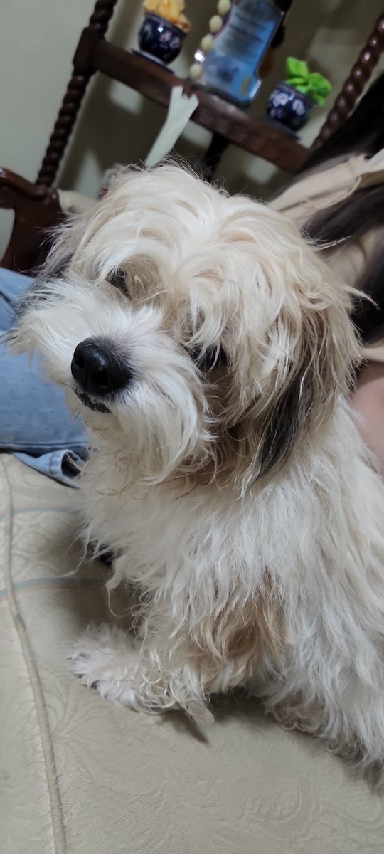 Mew_145's tweet image. Doggy