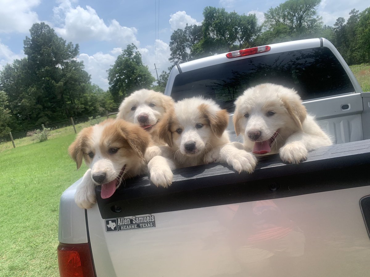 Showmom3's tweet photo. We’ve got puppies, y’all!! 10 babies ready for homes!! DOB 2/23/22 https://t.co/DAGwqwWN1P