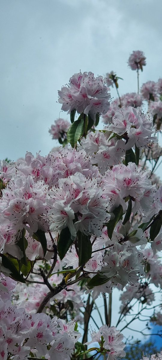 CoffeeGardener's tweet photo. Little walk today around The Hollies. The wild Rhododendron is beautiful. #headonaswivel #gettingthere Jay, Greenfinch, Robins, Long Tailed tits, great tits and 2 'small blue' butterflies all doing their thing. #getoutthere #mindcleanse https://t.co/MTKJLxm0HZ