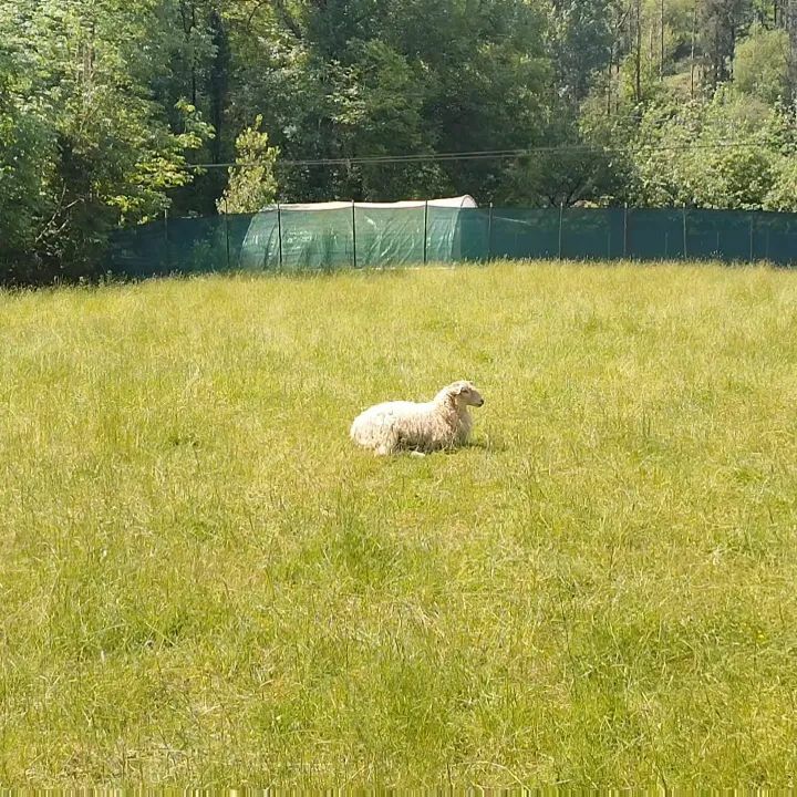 BasqueBites's tweet photo. ARDI = SHEEP

BAAAH = CIAO

The official mayor and mascot of the Basque Country!

Saw her on a recent bike ride!
.
.
.
.
.
#sheep #lamb #lambs #ardi #ardiak #bah #baaah #country #countryside #basquecountry #euskalherria #euskadi #basquesheep #basquebites https://t.co/KuEFfsBd4O https://t.co/wdKZhyT1eX