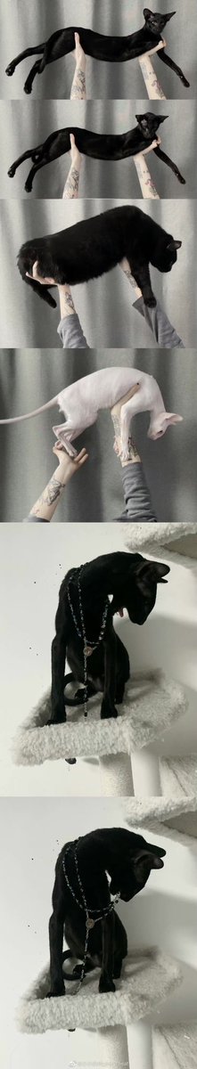 pinkymeat99's tweet photo. 最近一些汇总🤍🖤 𝙋𝙖𝙧𝙩 2
/#手作り #ケーキ #ピンク #猫がいる暮らし #kitty #cornish #sharpobject #blackandwhitecollage #homesweethome https://t.co/9lODfznaCG