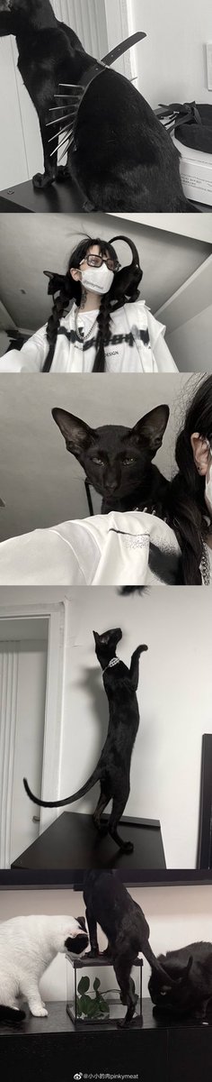 pinkymeat99's tweet photo. 最近一些汇总🤍🖤 𝙋𝙖𝙧𝙩 2
/#手作り #ケーキ #ピンク #猫がいる暮らし #kitty #cornish #sharpobject #blackandwhitecollage #homesweethome https://t.co/9lODfznaCG