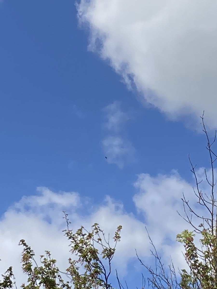 The #swifts are back!
As with swallows, I hear them first.
2 minutes ago screeched warning just allowed me to duck as the airborne joyrider buzzed over my head.
Shocking photo, but who cares?
The swifts are back.